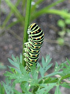 240px-Koninginnepage_rups