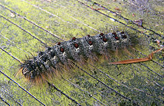 240px-Lymantria_dispar_caterpillar,_plakker_rups